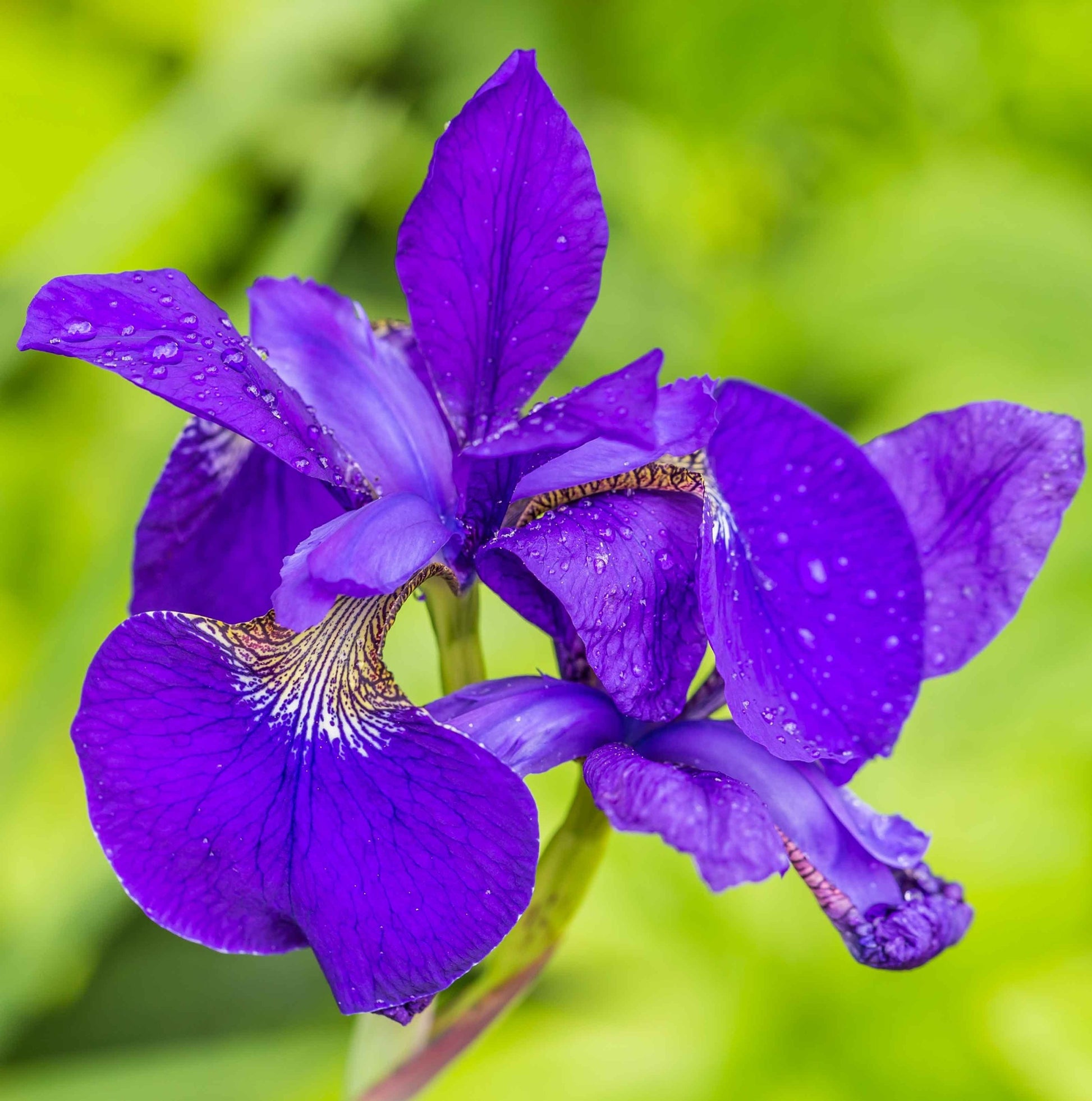 Lirio Azul - Iris Kaempferi - 15 Plantas_1