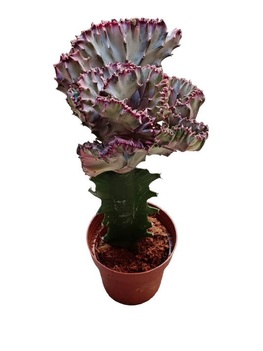 Euphorbia Cristata Única Planta Natural Ø8 Altura 20 Cms_0