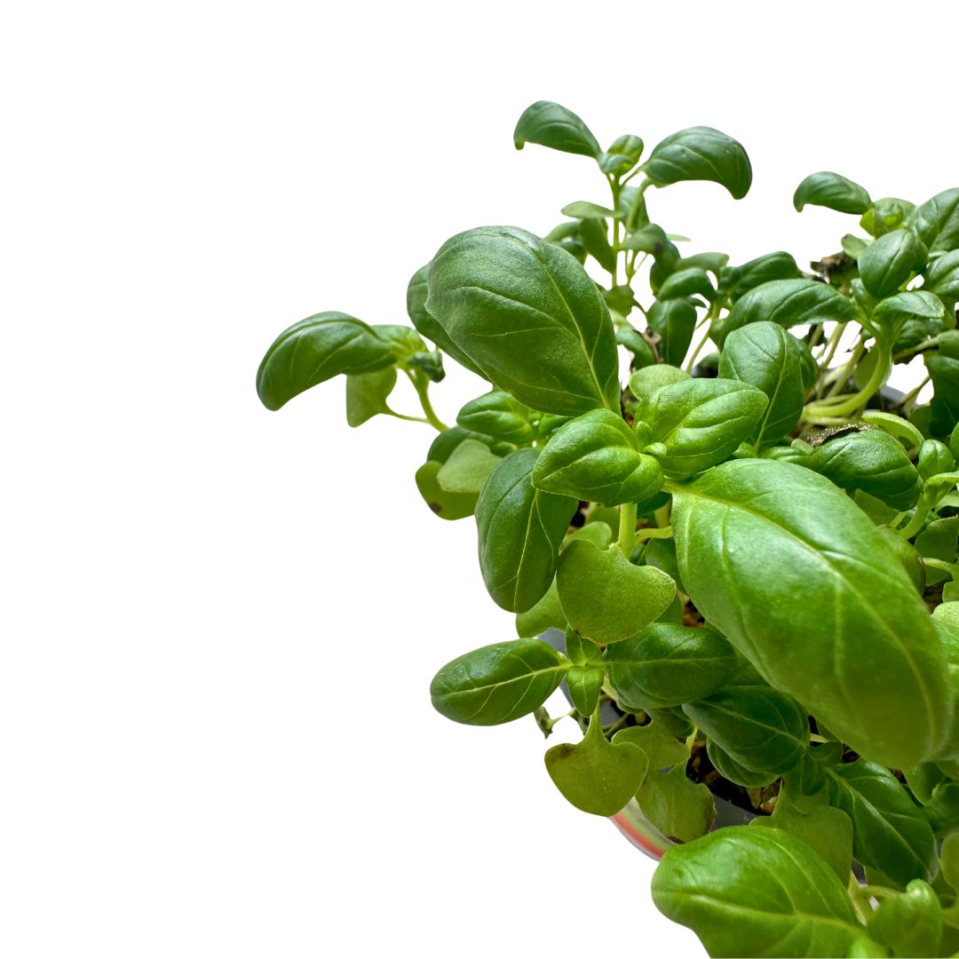 Albahaca Planta Aromática Y Medicinal (ocimum Basilicum)_1