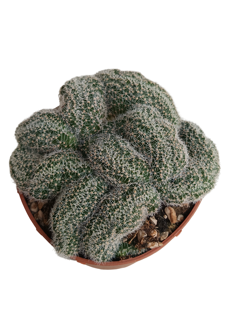 Lobivia Densispina Crestada Planta Cactus Ø8_0