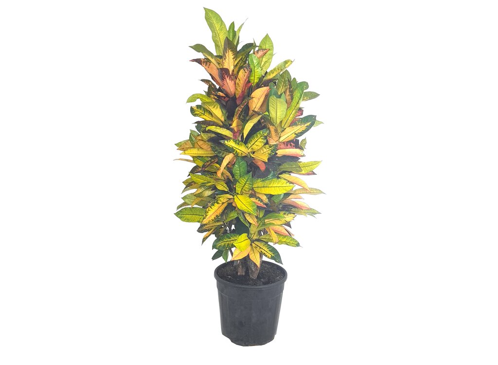 Croton Iceton M30 100-120cm_0