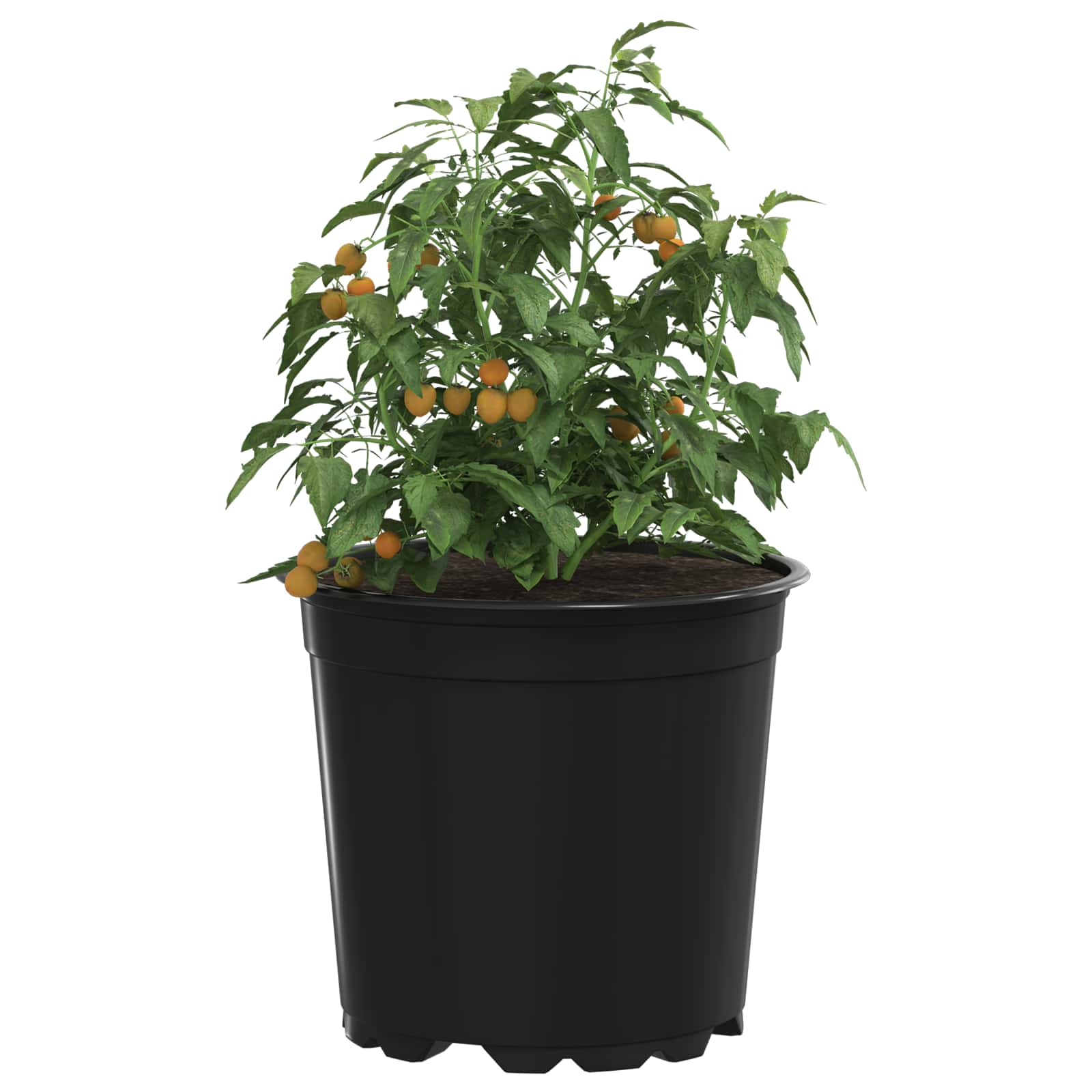 Maceta De Flores 50 Pcs Negro Ø 15 X 13 Cm Plástico_2