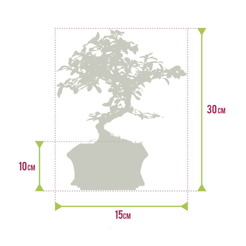 Bonsái Forma S Aprox. 8 Años - Maceta De Cerámica_5