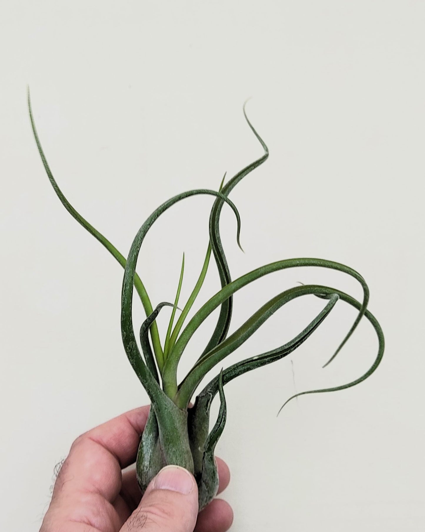 Tillandsia caput-medusae [M]; planta pulpo, cabeza de Medusa; Curiosarium; altura 12-15 cm, Diámetro 12-15 cm_1