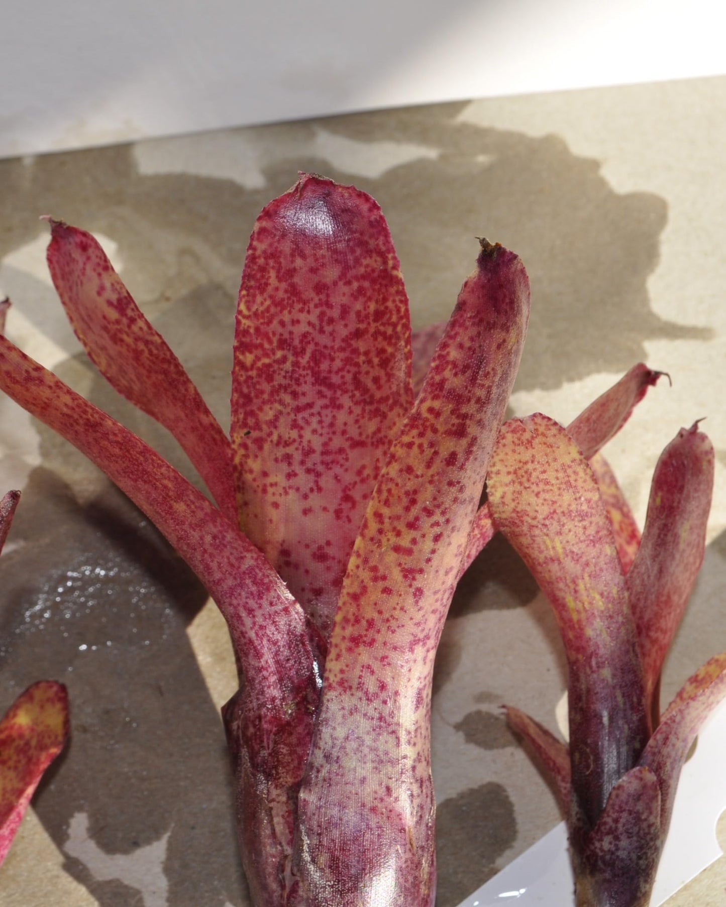 Neoregelia 'Red Waif'; bromelia colorida, ideal para terrarios; Curiosarium; altura 14 cm, diámetro 10 cm, sin sustrato_3