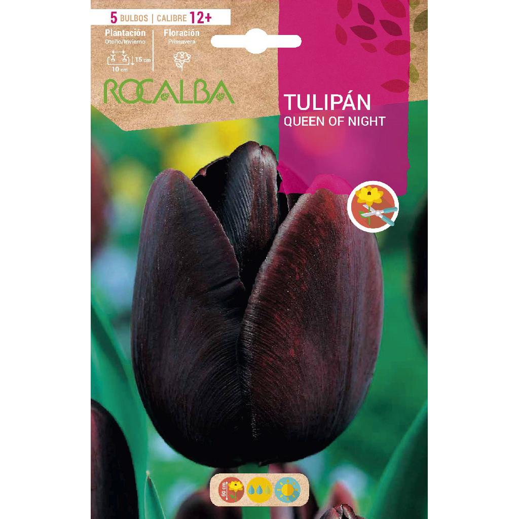 Bulbo Tulipán Queen Of Night negro 5 uds Rocalba