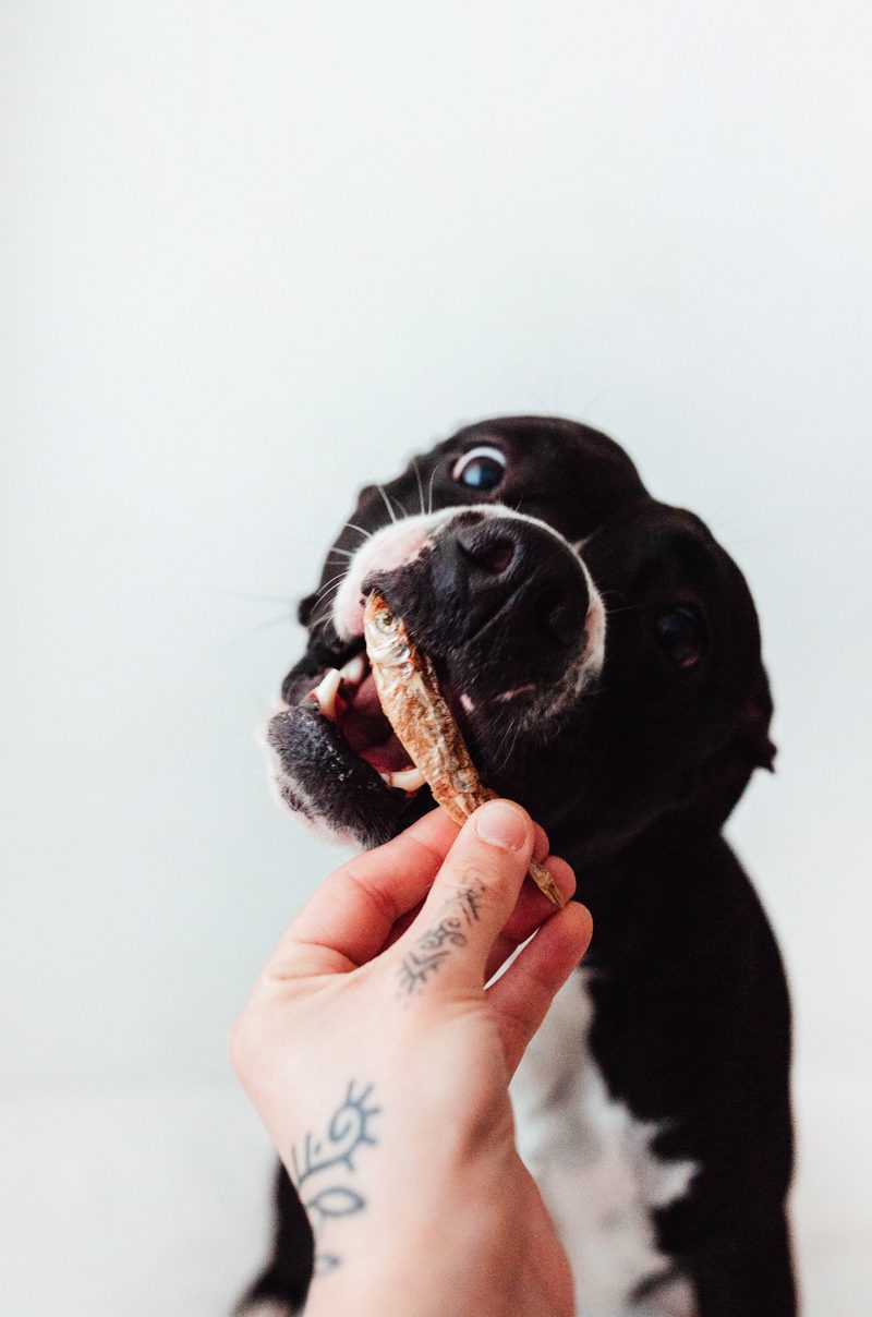 Bimorbox Gold Ocean · Pack Snacks Y Productos Marítimos Para Perros._2