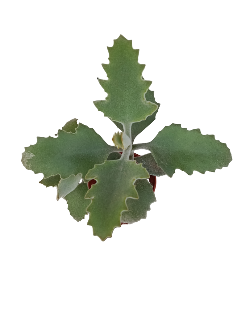 Kalanchoe Beharensis Oak Leaf Planta Suculenta Ø5_0