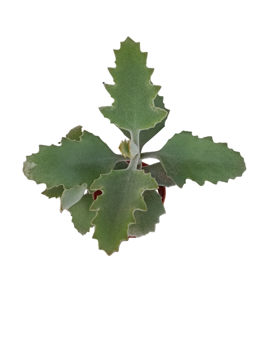 Kalanchoe Beharensis Oak Leaf Planta Suculenta Ø5_0