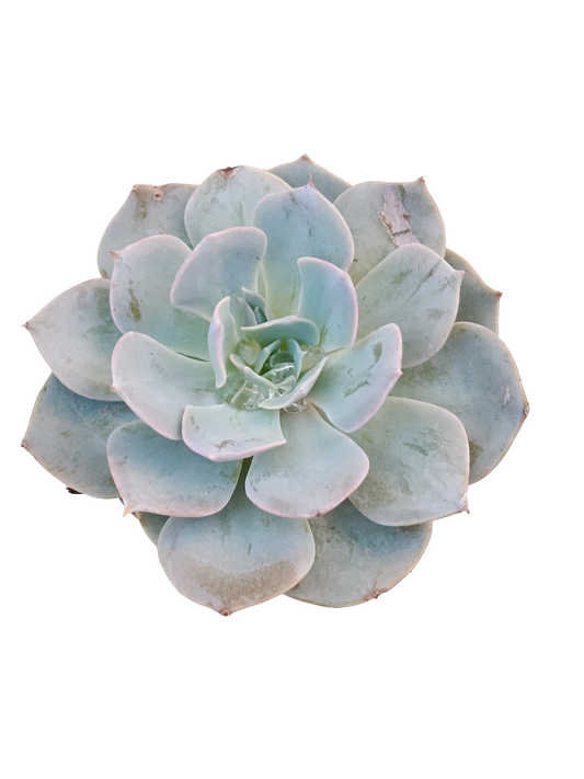 Echeveria Blue Bird Ø5 Planta Suculenta De Sol_0