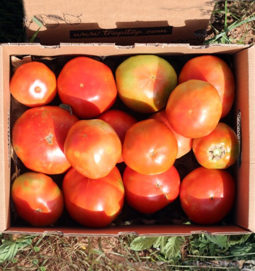 Caja De Tomates Valencianos Tropitop Caja De 9kg_3