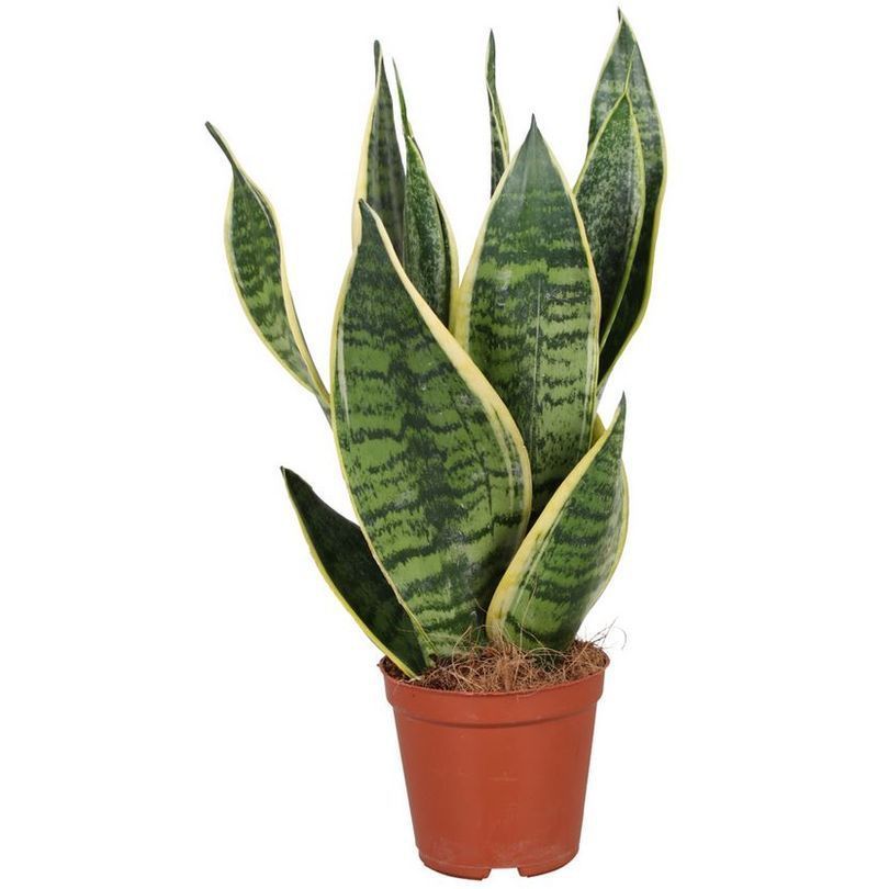 Sansevieria Futura Lengua De La Suegra Interior_0