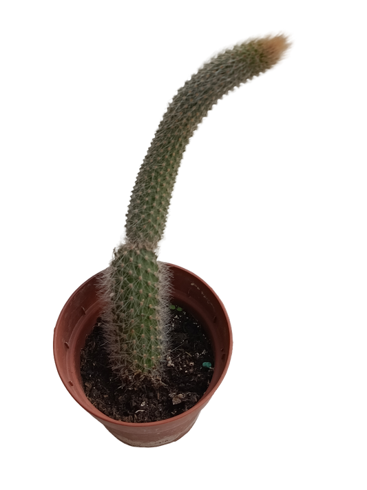 Cactus Cola De Mono Hildewintheria Colademonis Colgante Ø8_0