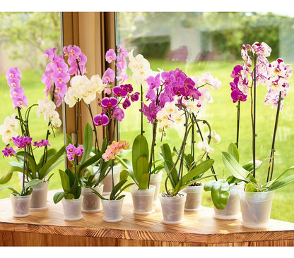 Artevasi Macetero Madagascar Orquídea 19 Cm De Plástico Reciclado_2