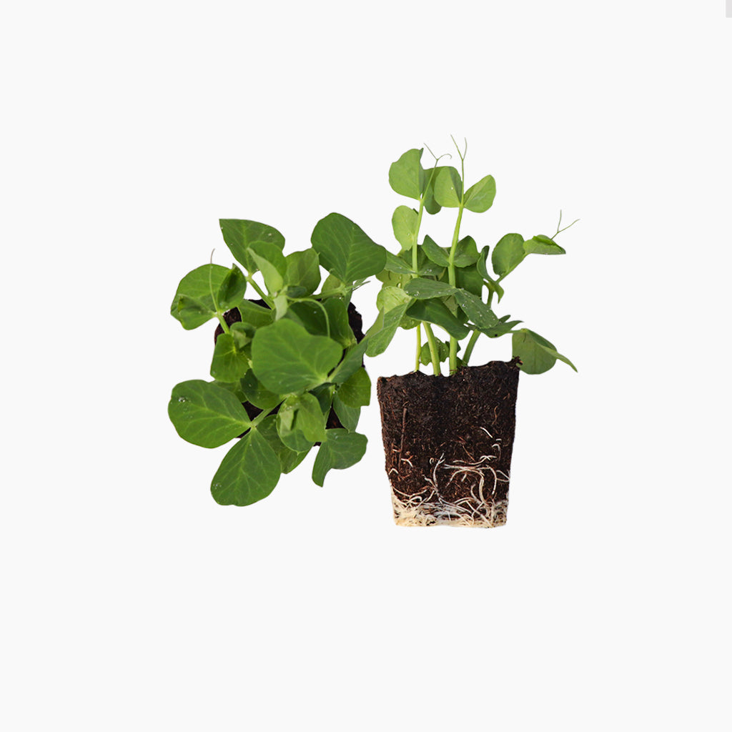Plantón Guisante Medio Enrame 4 Unidades - PlantaBo_0
