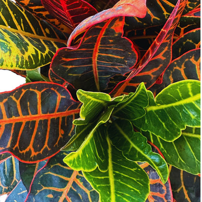Croton Petra Planta De Interior (codiaeum Variegatum 'petra')_1