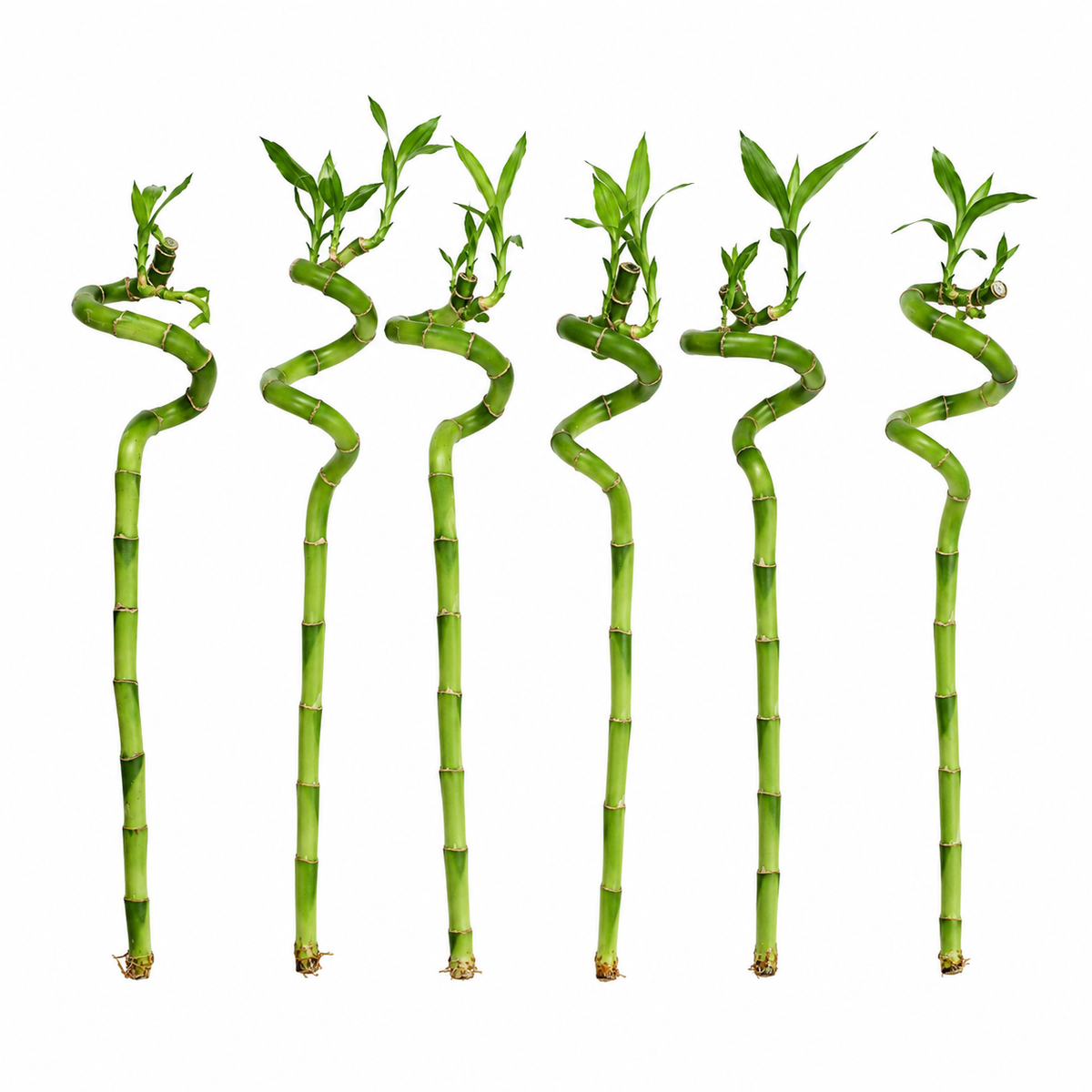 Lucky Bamboo Set De 6 - Dracaena Sanderiana - 40-45 Cm - Planta De Interior_0