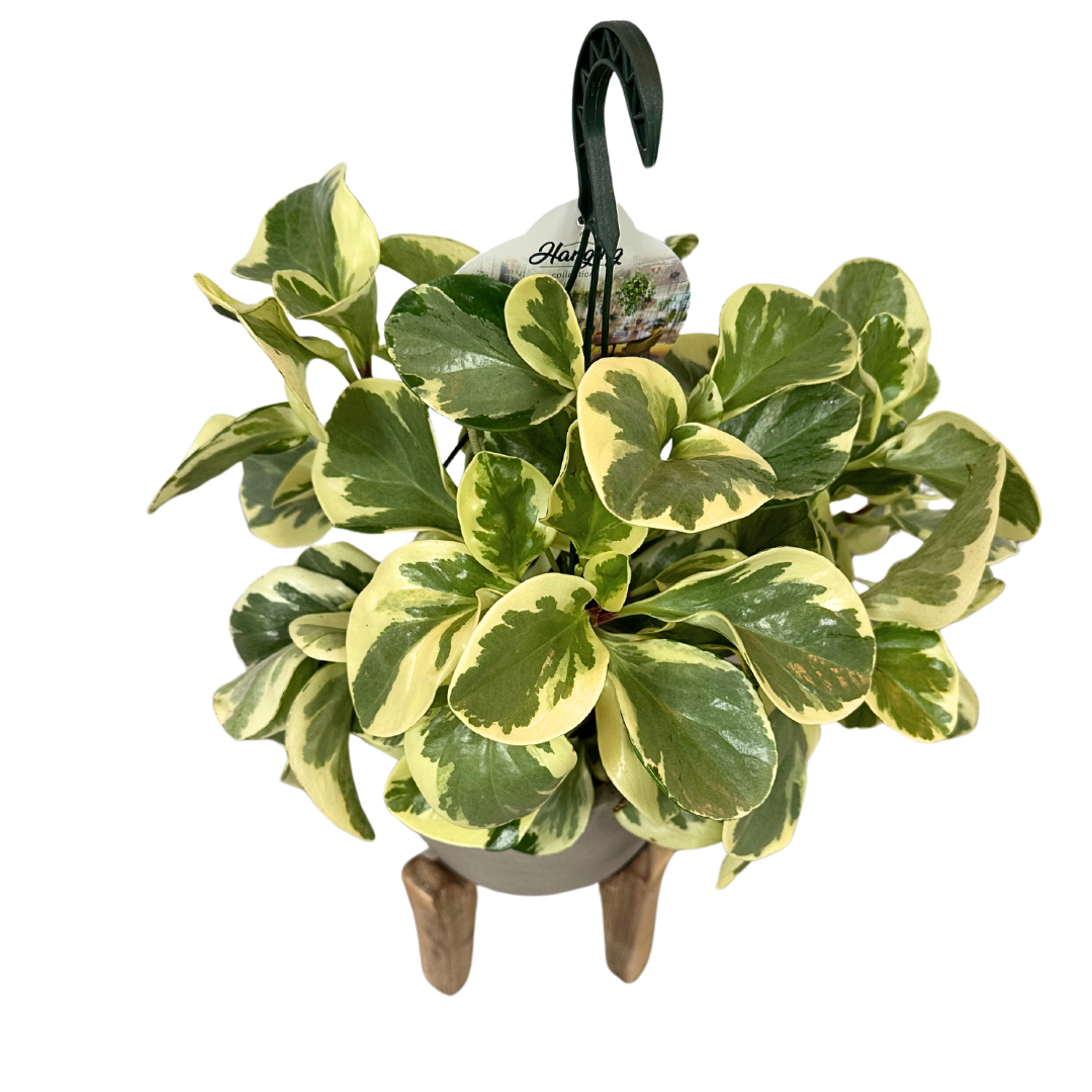 Peperomia Obtusifolia M15 Colores Variados_1