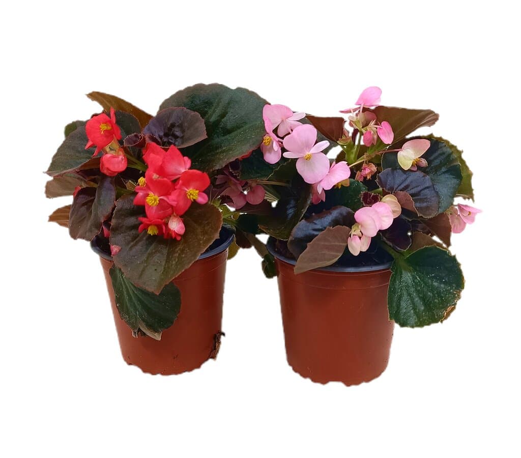 Begonia Semperflorens M13_0