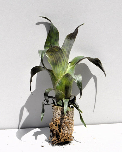 Vriesea gigantea 'Nova' [mini]; bromelia tropical; Curiosarium; altura 10-12 cm, diámetro 8-10 cm, sin sustrato_5
