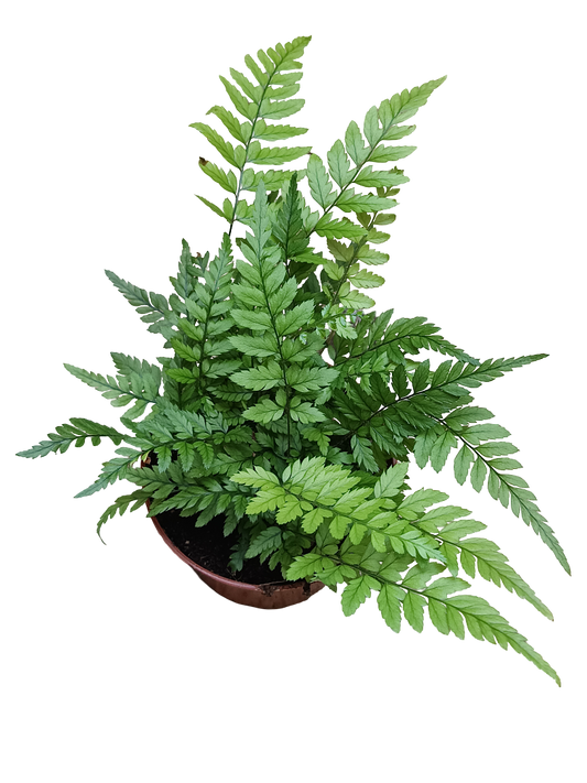 Helecho Polystichum Tsus-simense Planta De Inteiror Ø8_0