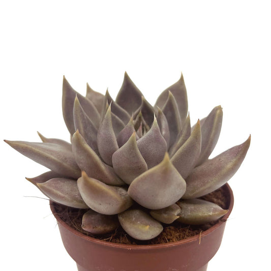 Echeveria Tobarensis Cactus Y Suculentas M8,5 cm Ø_0