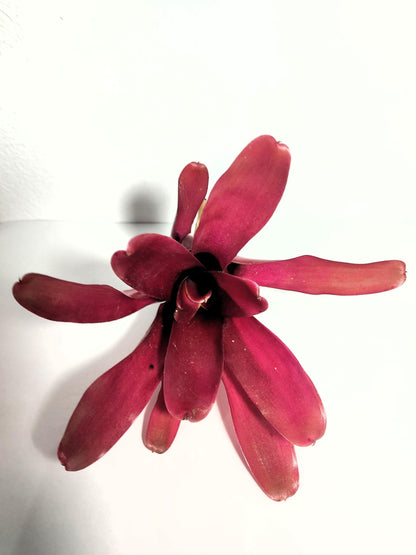 Neoregelia 'Super Fireball'; bromelia roja; Curiosarium; altura 15-18 cm, diámetro 10-12 cm, sin sustrato_1