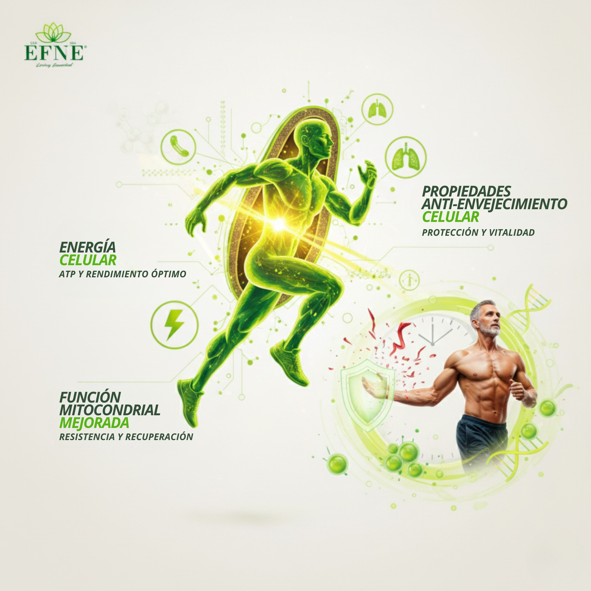 Efne Nad Con Trans-resveratrol: El Activador De Longevidad Para Quienes Viven Al Máximo Después De Los 40_3