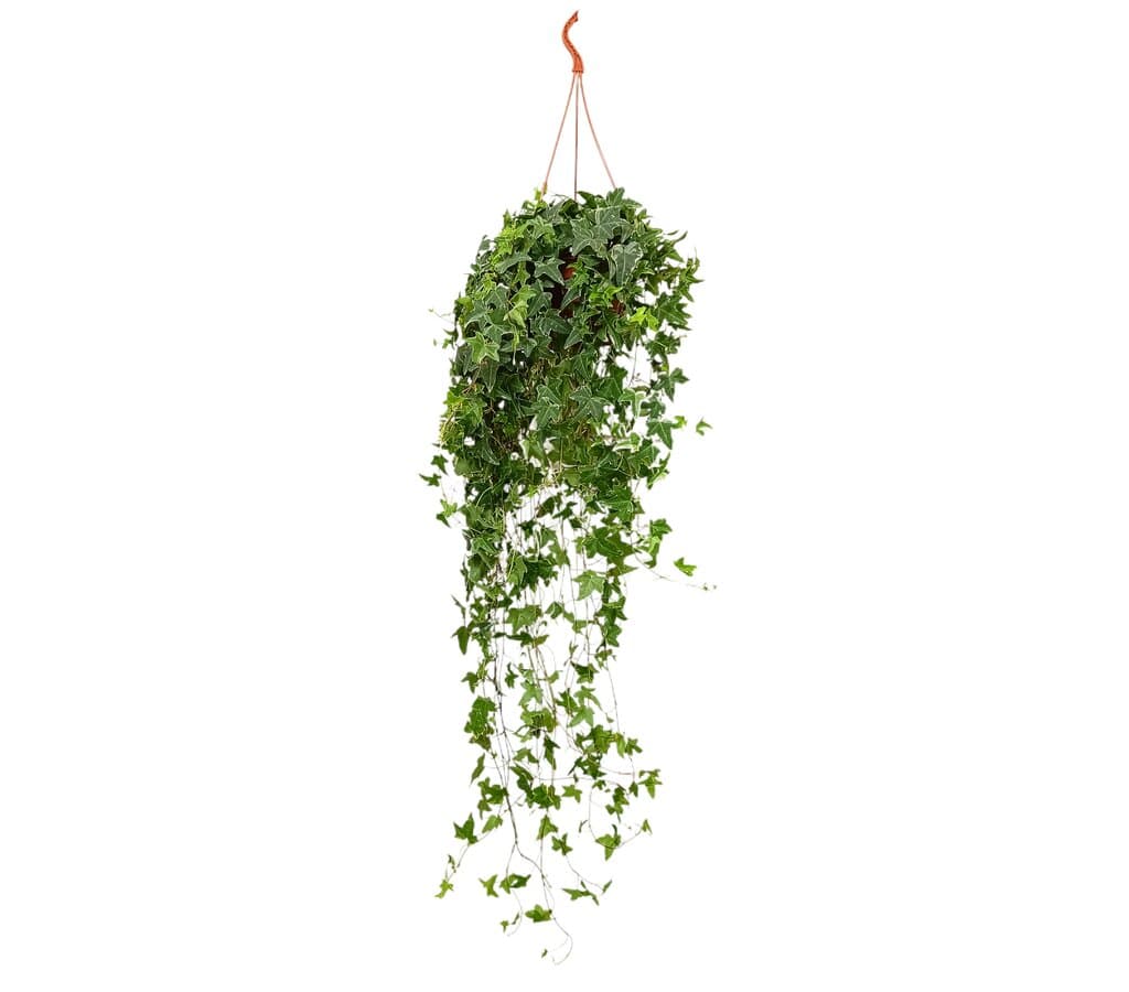 Hedera Helix M19_0