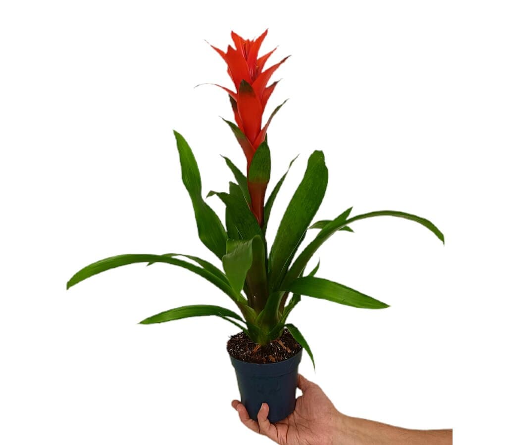 Guzmania Ostara M13_0