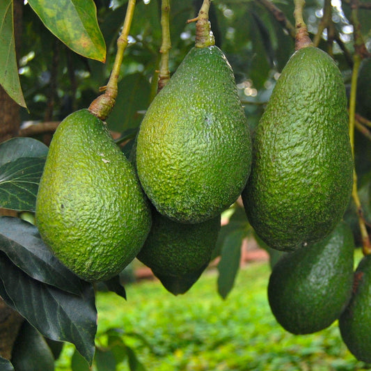 Frutal Aguacate Hass - Planta Natural - Maceta Tubo - Altura Aprox. 120cm._0