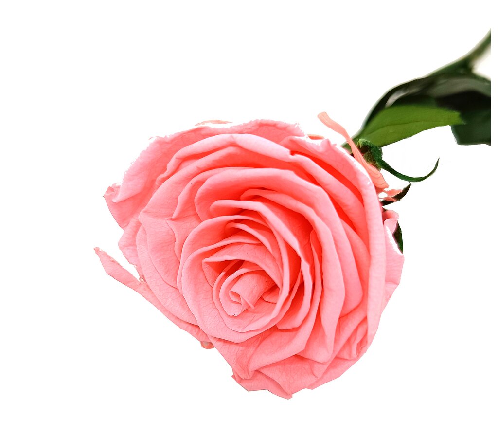 Mundo Eterno Rosa Preservada Rosa 35cm_0