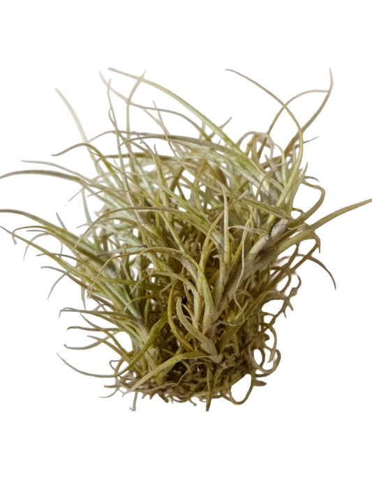 Tillandsia Marconae Plantas De Interior Naturales Colgante_0