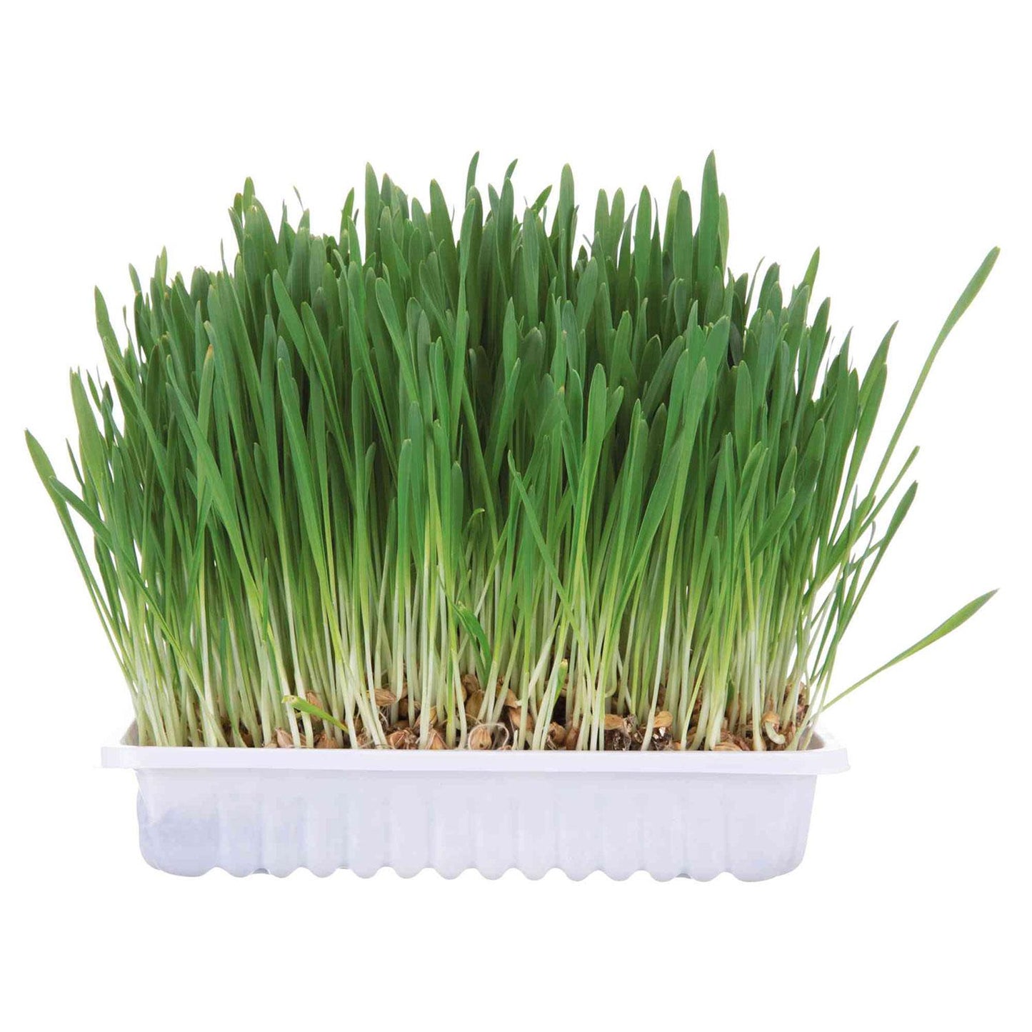 Trixie Bandeja de hierba para roedores 100 g
