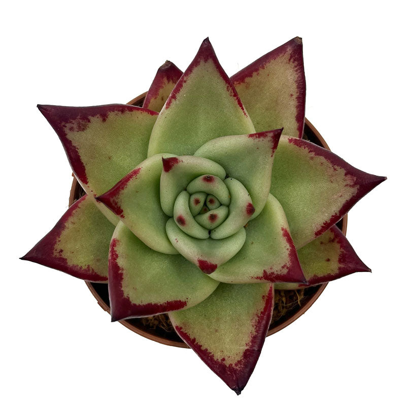 Echeveria Agavoides Ebony Cactus Y Suculentas M8,5 cm Ø_1