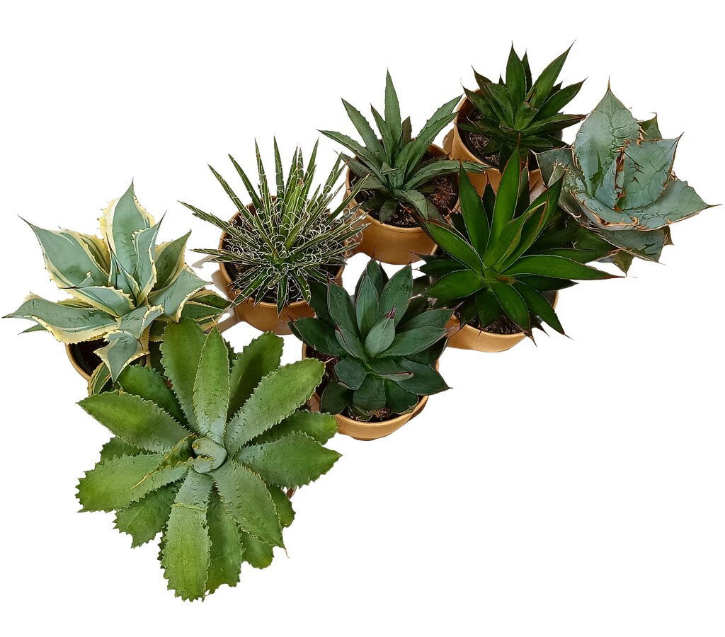 Pack 8 Agaves Variados M11_0