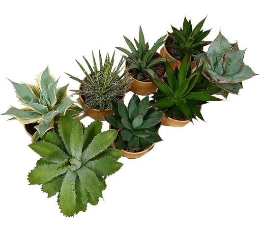 Agave Mix M11 (unidad)_0