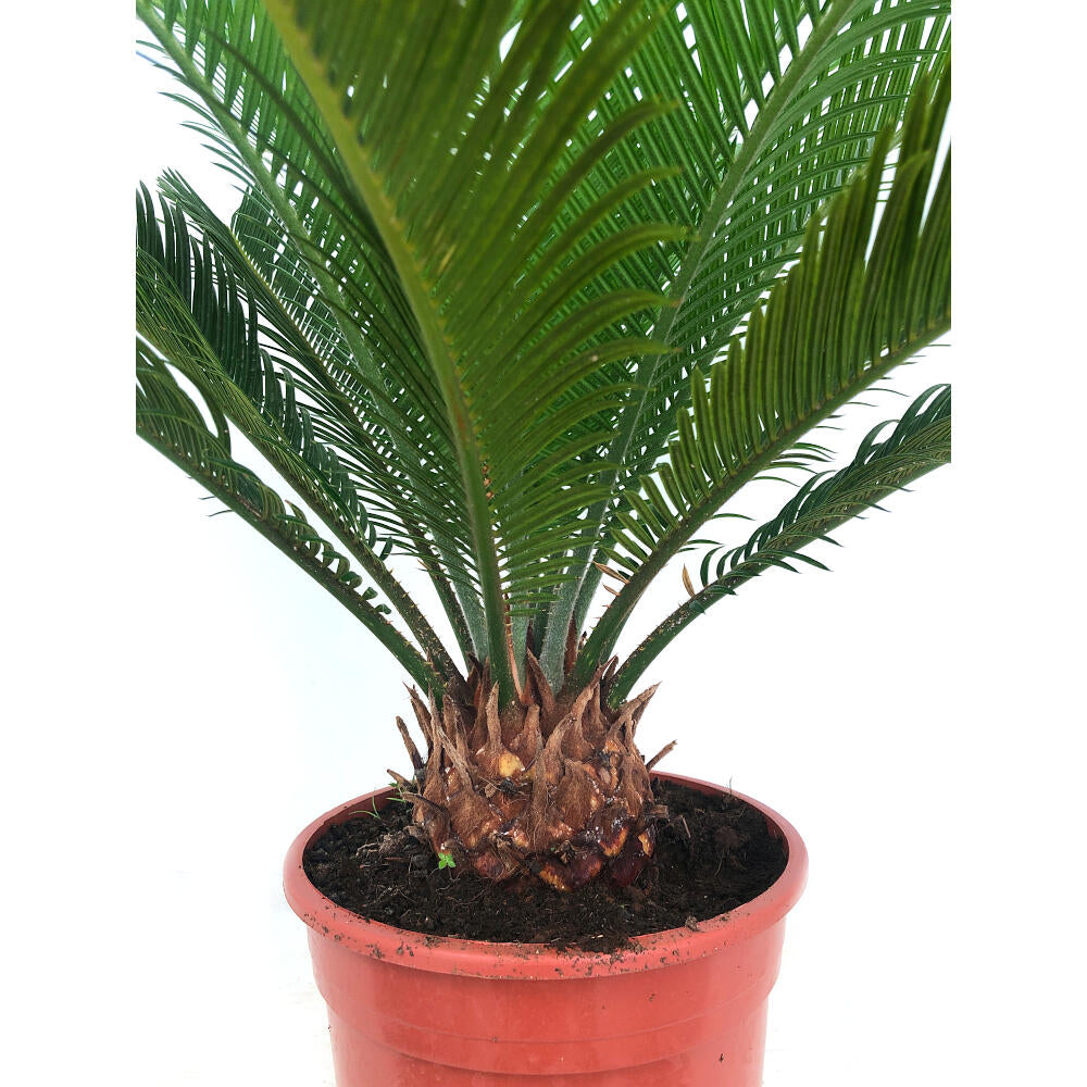 Cyca Revoluta M17 50cm_3