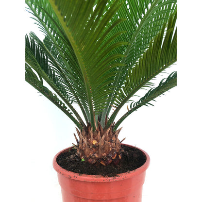 Cyca Revoluta M17 50cm_3