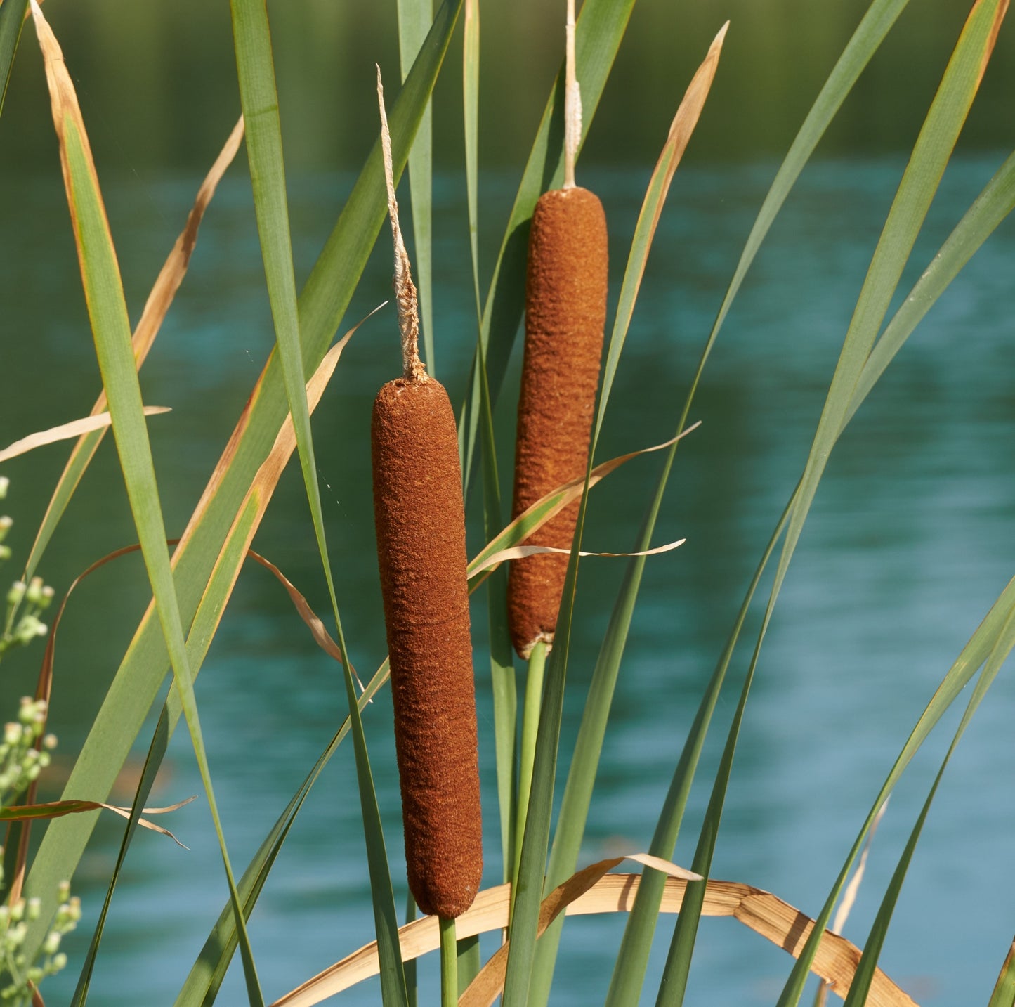 Isla De Plantas Espadaña - 4 Plantas Acuáticas - Typha Latifolia_1
