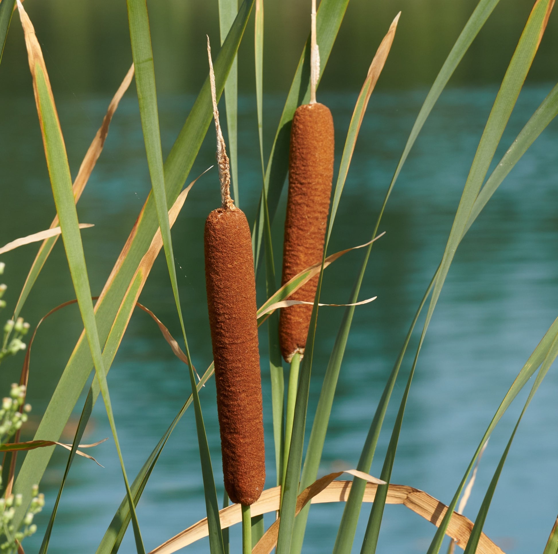 Isla De Plantas Espadaña - 4 Plantas Acuáticas - Typha Latifolia_1
