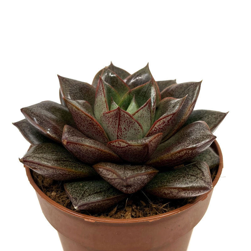 Echeveria Dionysos Cactus Y Suculentas M8,5 cm Ø_0