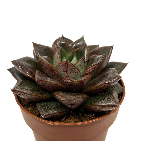 Echeveria Dionysos Cactus Y Suculentas M8,5 cm Ø_0