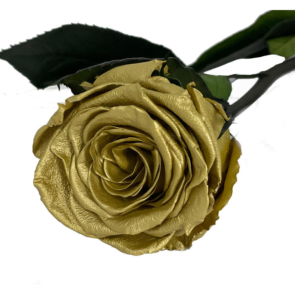 Mundo Eterno Rosa Preservada Oro 35cm_0