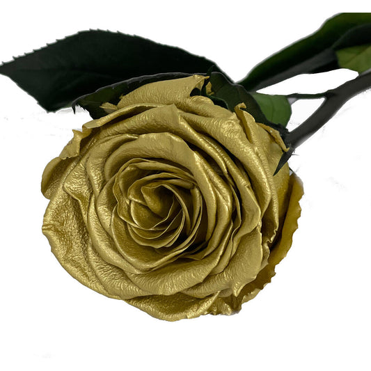 Mundo Eterno Rosa Preservada Oro 35cm_0