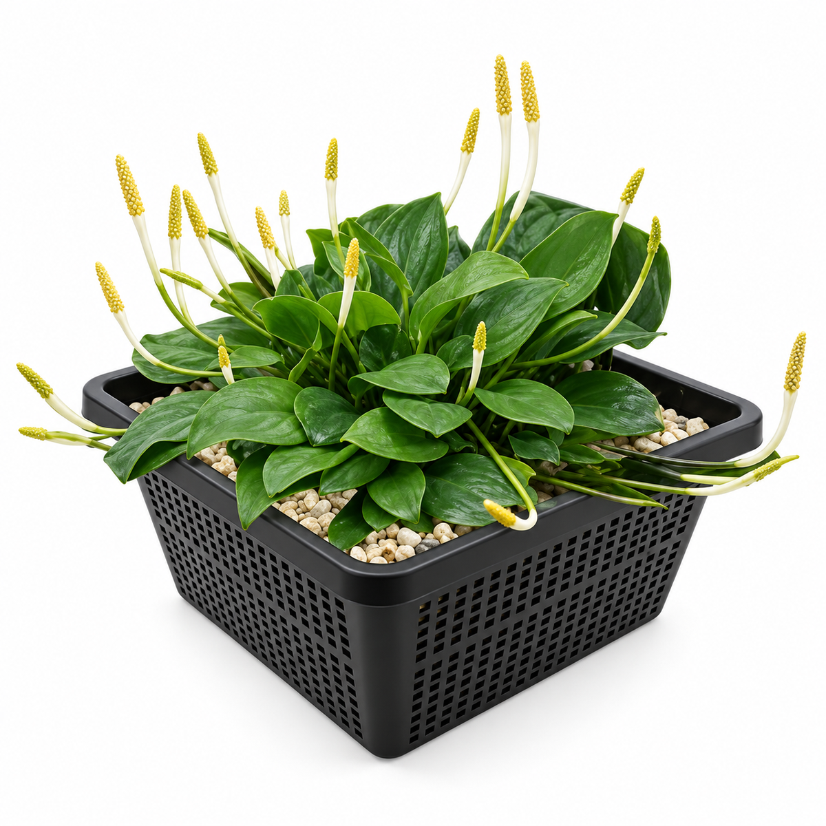 Maza Dorada - Orontium Aquaticum - Set De 4 Con Cesta_0