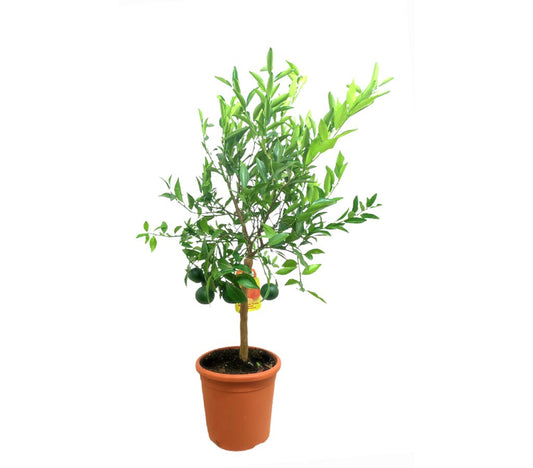 Mandarino Tardio M20 75-95cm_0
