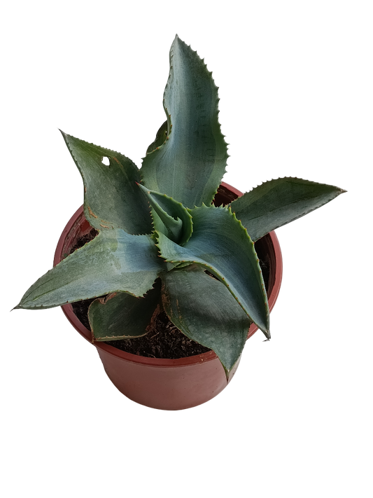 Agave Shadows Planta Suculenta Ø13_0