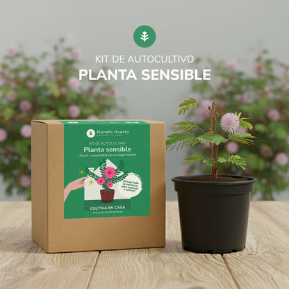 Kit de autocultivo Mimosa Sensitiva Planta Sensible Planeta Huerto