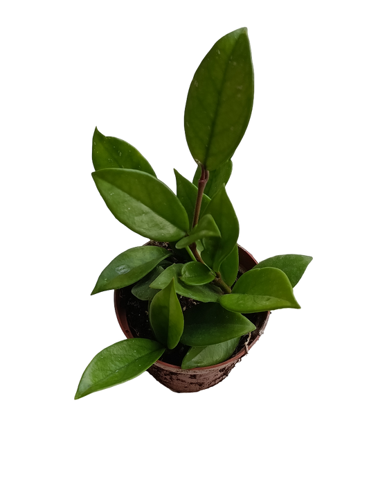 Hoya Carnosa Flor De Cera Planta Suculenta Colgante De Sombra Ø8_0